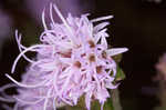 Appalachian blazing star